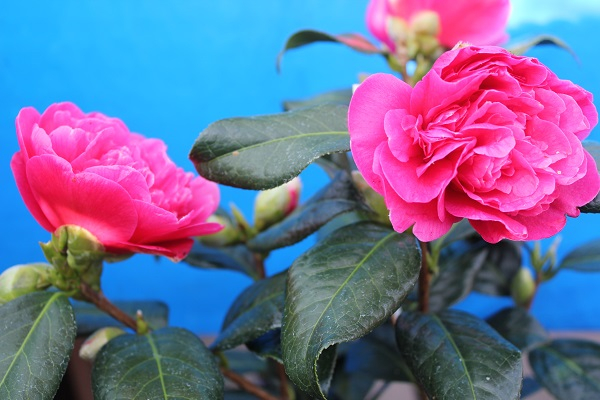 Camellia x williamsii 'Anticipation'-24539