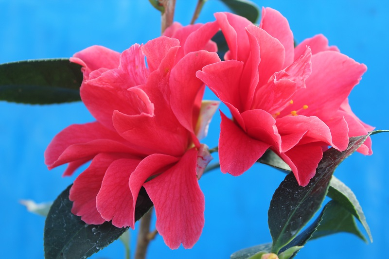 Camellia x williamsii 'Freedom Bell'-0