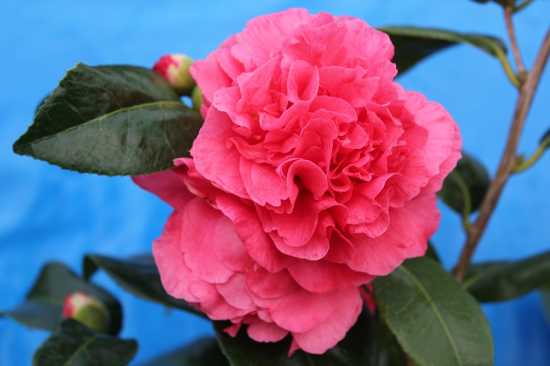 Camellia japonica 'Tomorrow'-24598