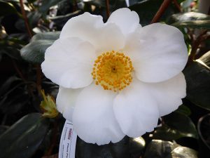Camellia japonica 'White Swan'-0
