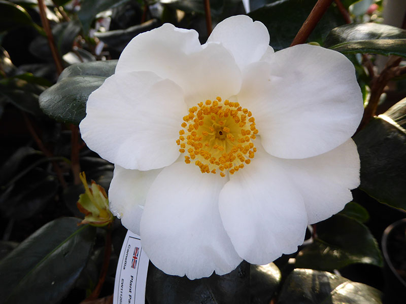 Camellia japonica 'White Swan'-0