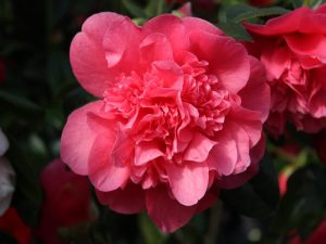 Camellia x williamsii 'Anticipation'-0