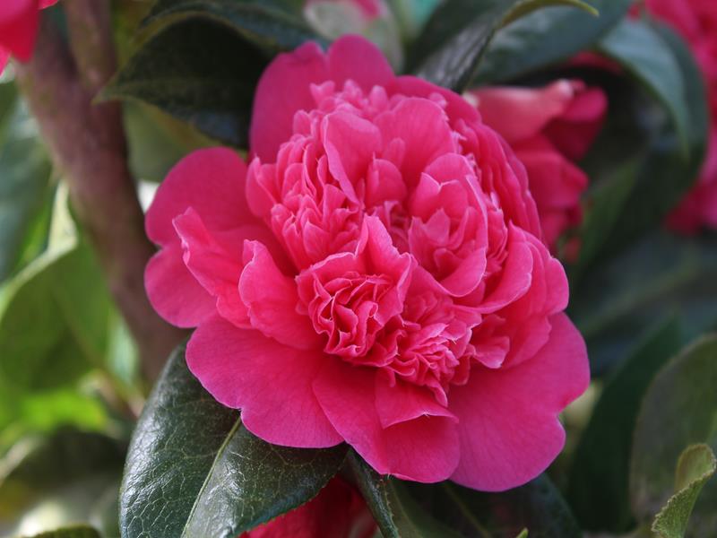 Camellia x williamsii 'Anticipation'-11786