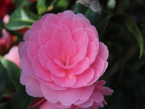 Camellia x williamsii 'E.G.Waterhouse'-0