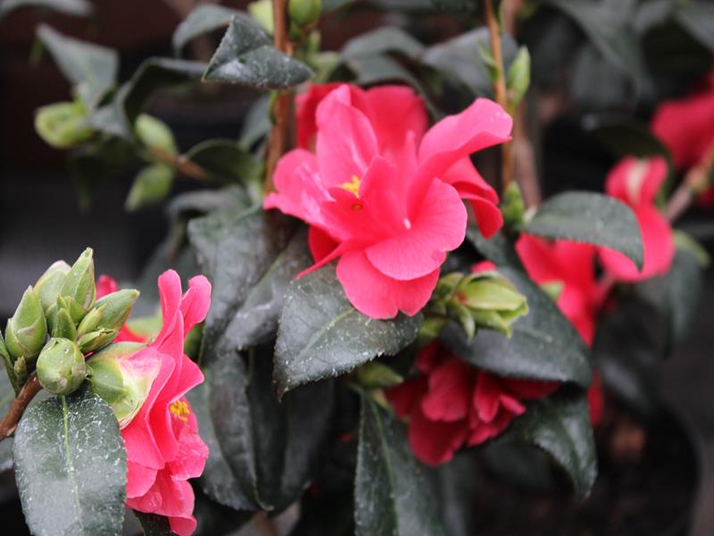 Camellia x williamsii 'Freedom Bell'-10937