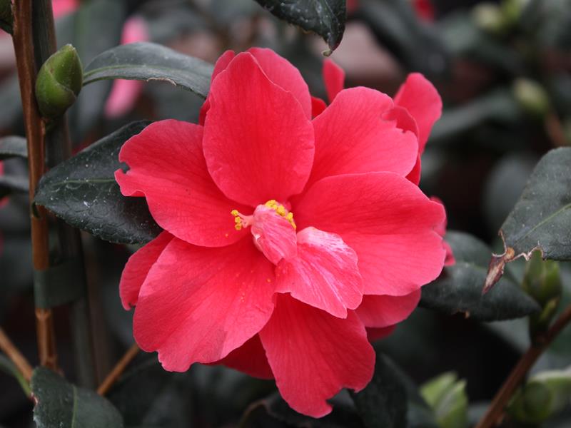 Camellia x williamsii 'Freedom Bell'-10936