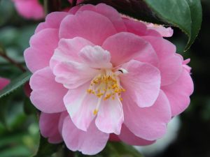 Camellia x williamsii 'Marjorie Waldegrave'-0