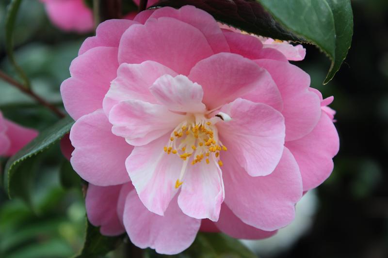 Camellia x williamsii 'Marjorie Waldegrave'-0