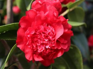 Camellia x williamsii 'Ruby Wedding'-0