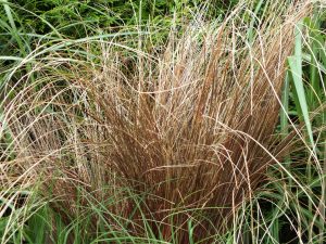 Carex buchananii-0