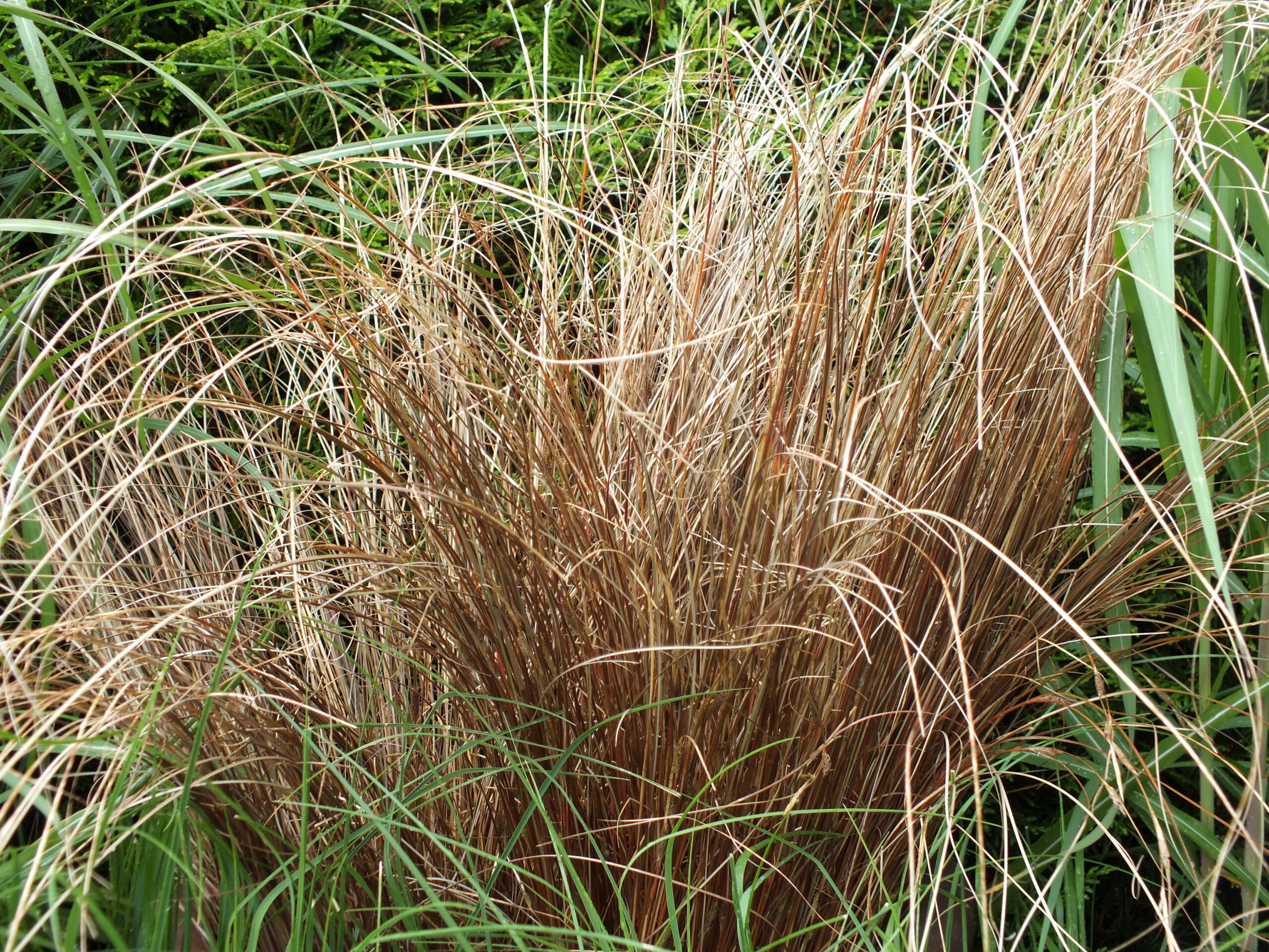 Carex buchananii-0