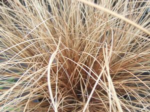 Carex comans Bronze-0