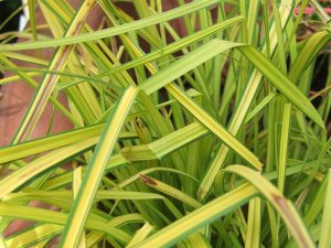 Carex elata 'Aurea'-0