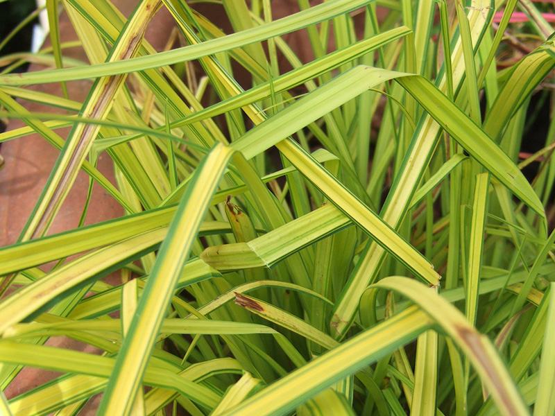 Carex elata 'Aurea'-0