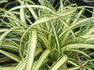 Carex oshimensis 'Evergold'-0