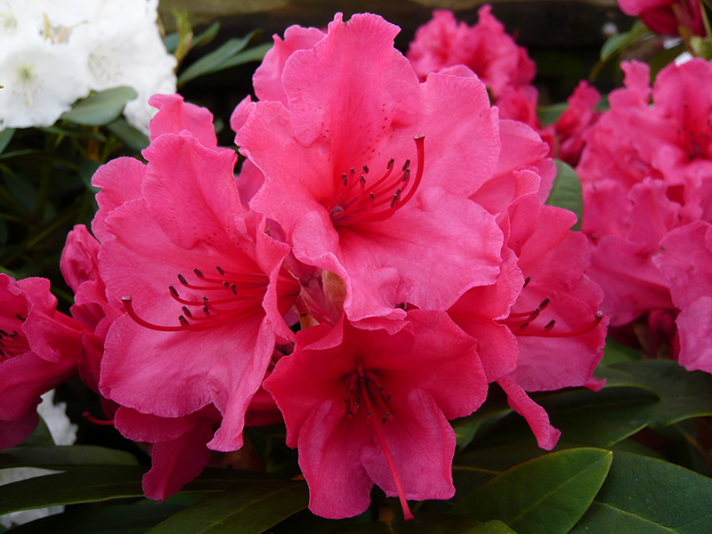 Rhododendron Cary Ann-1562