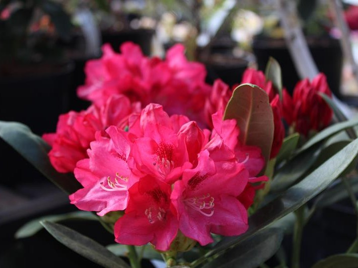 Rhododendron Cary Ann-0