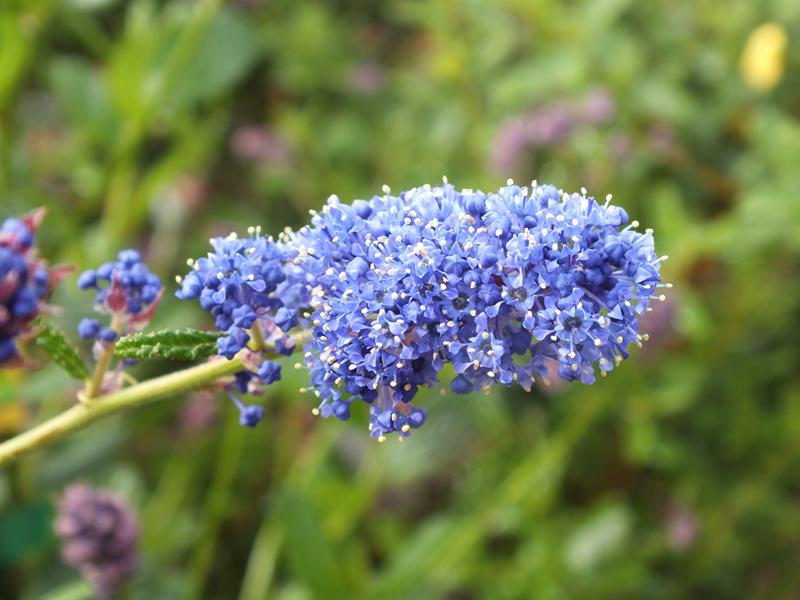 Ceanothus 'Concha'-0