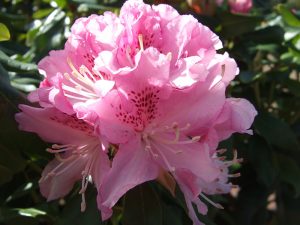 Rhododendron 'Christmas Cheer'-0