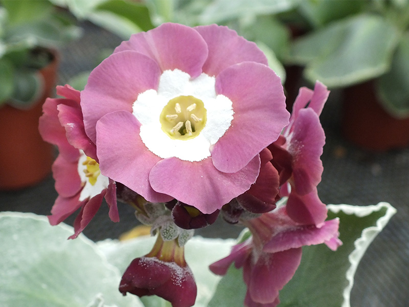 Primula auricula 'Chiffon'-1229