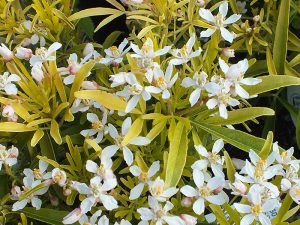 Choisya 'Aztec Gold'-0