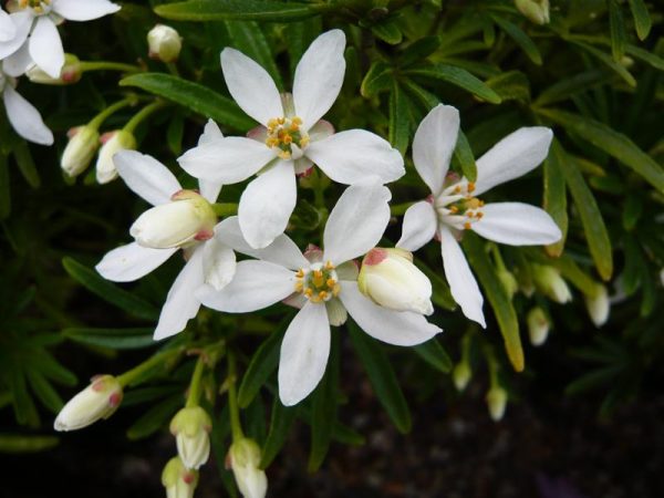 Choisya ternata 'Snow Flurries'-0