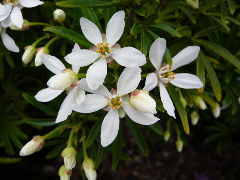 Choisya ternata 'Snow Flurries'-0