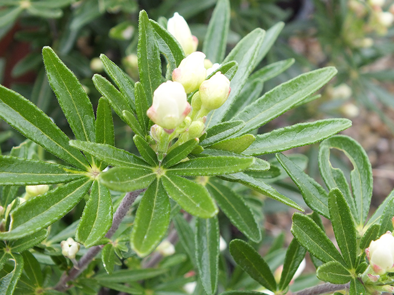 Choisya ternata 'Snow Flurries'-3552
