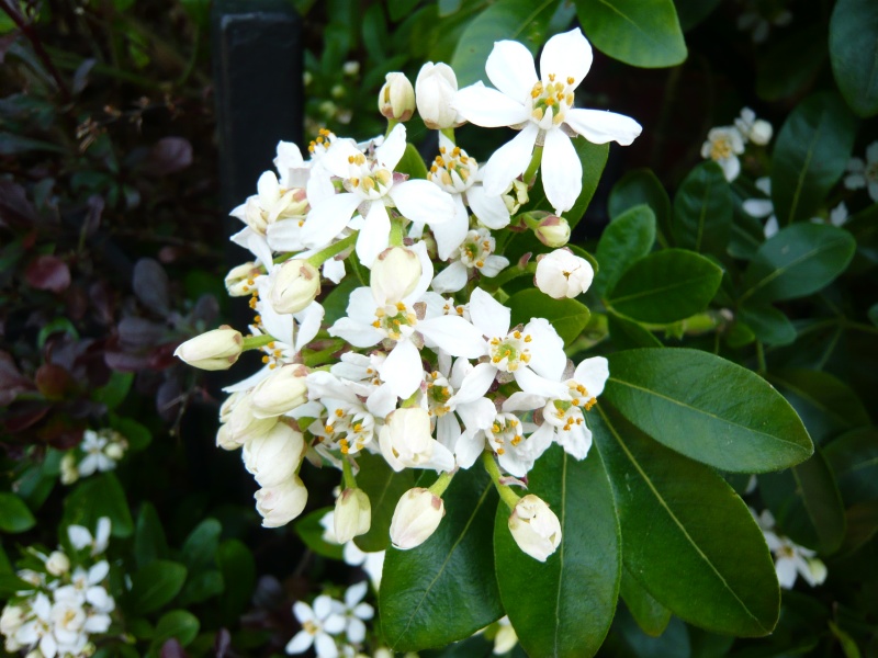 Choisya ternata-0