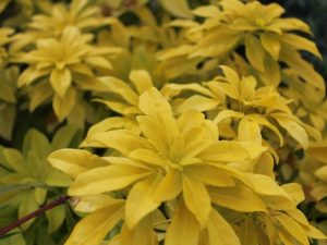 Choisya ternata 'Sundance'-0