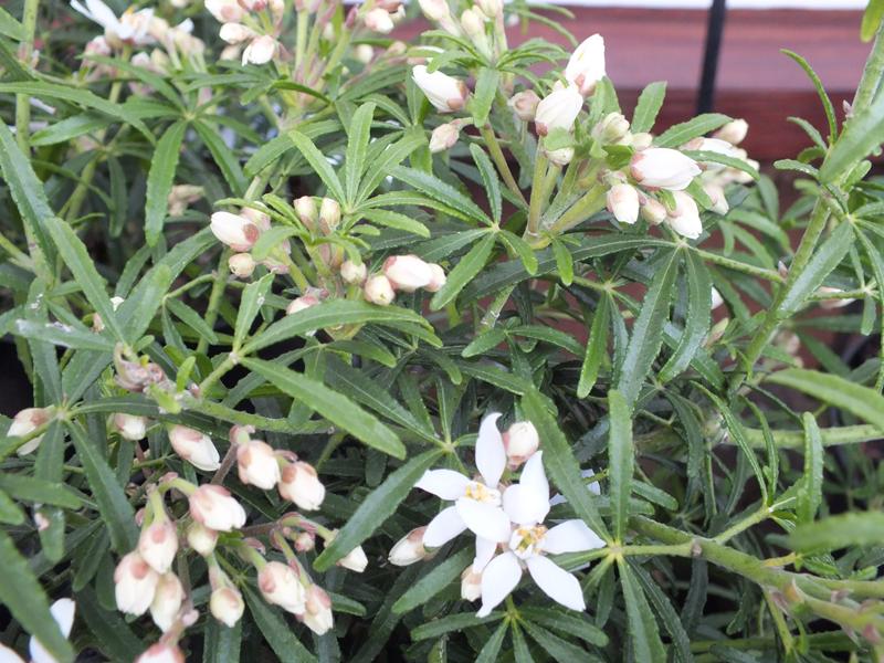 Choisya x dewitteana 'White Dazzler'-1598