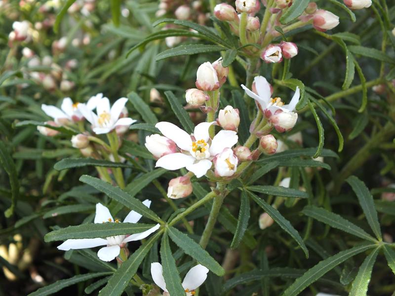 Choisya x dewitteana 'White Dazzler'-0