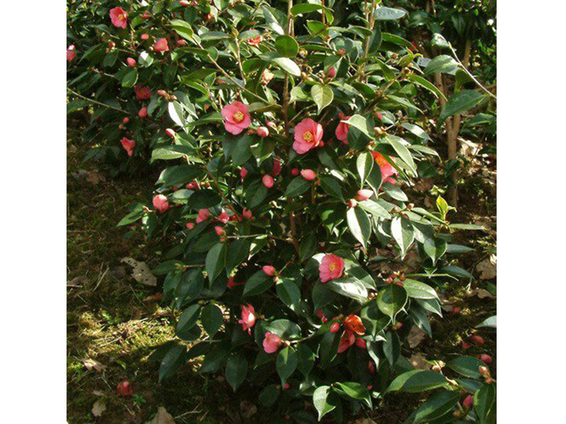 Camellia x williamsii 'Cornish Spring'-0