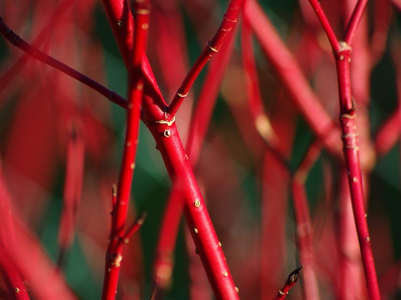 Cornus alba 'Baton Rouge'-0