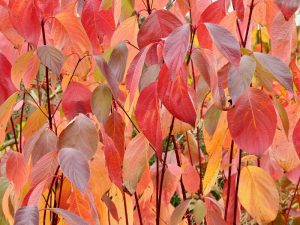 Cornus alba 'Baton Rouge'-0