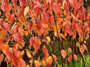 Cornus alba 'Kesselringii'-0