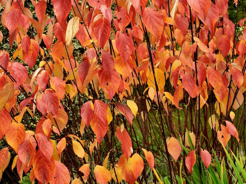 Cornus alba 'Kesselringii'-0