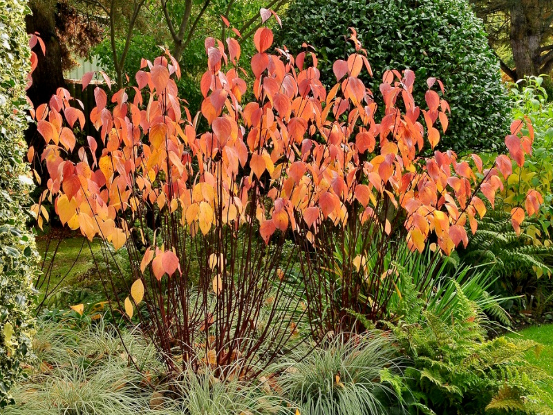 Cornus alba 'Kesselringii'-25113
