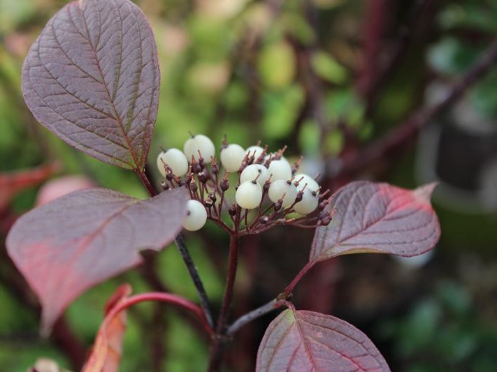 Cornus alba 'Kesselringii'-26511