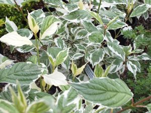 Cornus alba 'Elegantissima'-1606
