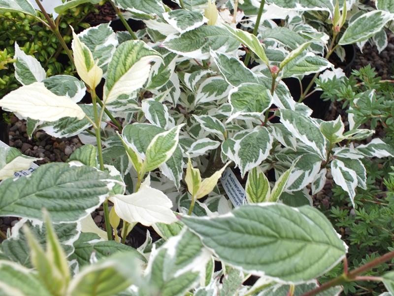 Cornus alba 'Elegantissima'-1606