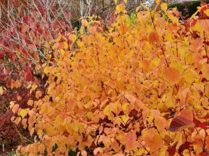 Cornus sanguinea 'Anny's Winter Orange'-0