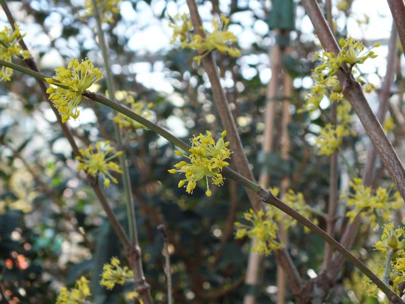 Cornus officinalis-0