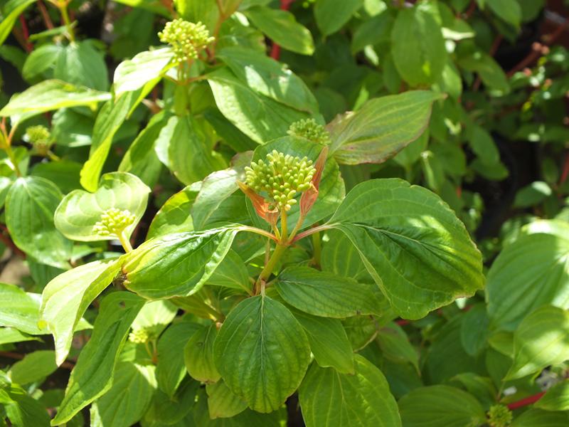 Cornus sanguinea 'Magic Flame'-4145