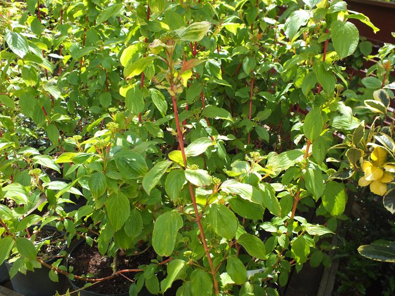 Cornus sanguinea 'Magic Flame'-4144
