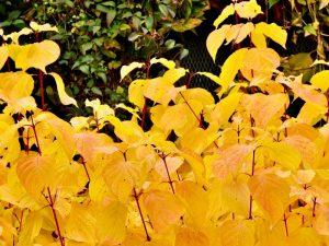 Cornus sanguinea 'Magic Flame'-0