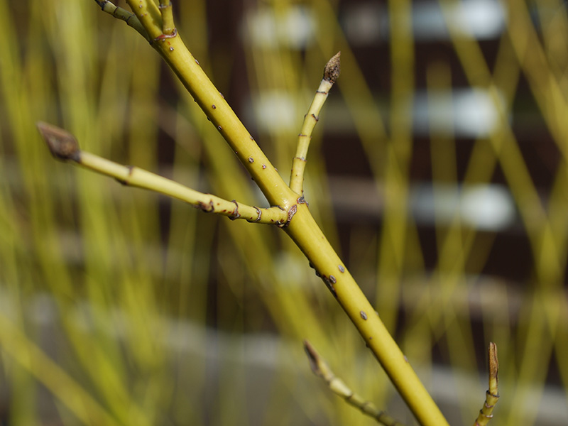 Cornus sericea 'Flaviramea'-0