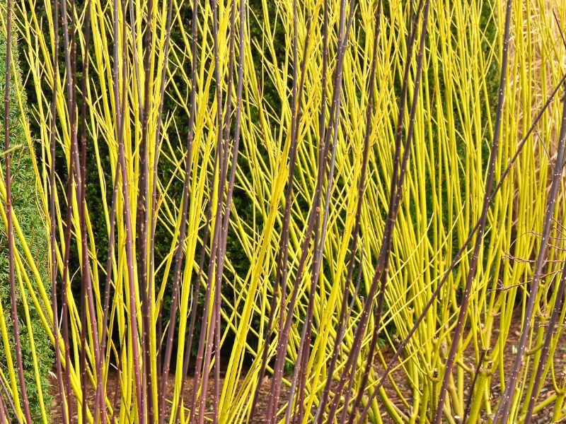 Cornus sericea 'Flaviramea'-0