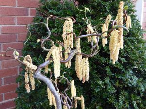 Corylus avellana 'Contorta'-0