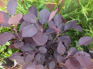 Cotinus cogyggria 'Royal Purple'-0